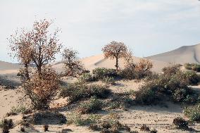 Desert Primitive Ecology in Hami