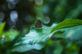 Anthene Emolus - Ciliate Blue Butterfly - Animal India