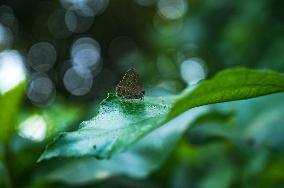 Anthene Emolus - Ciliate Blue Butterfly - Animal India