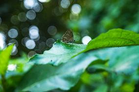 Anthene Emolus - Ciliate Blue Butterfly - Animal India