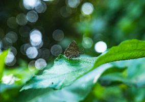 Anthene Emolus - Ciliate Blue Butterfly - Animal India