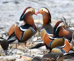 Mandarin ducks arrive in Tottori Pref.