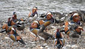 Mandarin ducks arrive in Tottori Pref.