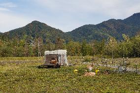 Grazing The Bavarian River Isar Floodplains With Goats