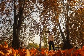 Autumn Season In Kashmir