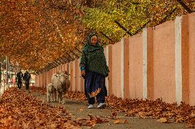 Autumn Season In Kashmir