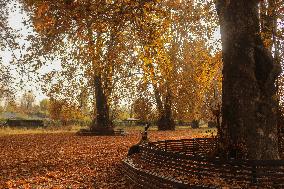 Autumn Season In Kashmir