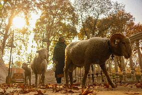 Autumn Season In Kashmir