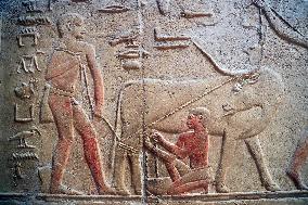 Saqqara Necropolis - Egypt