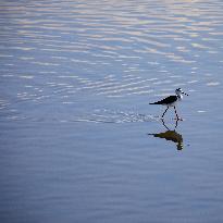 Black-Winged Stilt Adult Walking In The Wetlands Of Gargano National Park