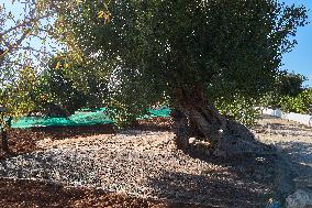 Olive Harvest With Nets On The Ground In Monopoli Countryside, Italy