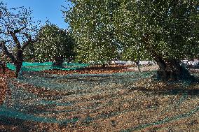 Olive Harvest With Nets On The Ground In Monopoli Countryside, Italy