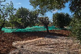 Olive Harvest With Nets On The Ground In Monopoli Countryside, Italy