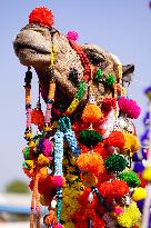 Pushkar Camel Fair - India