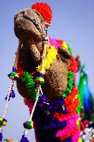 Pushkar Camel Fair - India