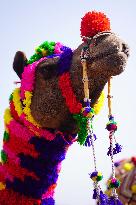 Pushkar Camel Fair - India