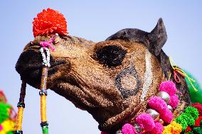 Pushkar Camel Fair - India