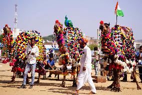 Pushkar Camel Fair - India