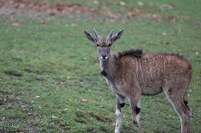 Zoo In Chorzow