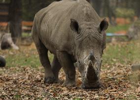 Zoo In Chorzow