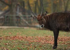 Zoo In Chorzow