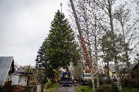 Tallinn's Christmas tree