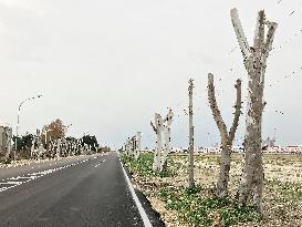 Road In Foggia Lined With Pollarded Plane Trees: A View On Radical Pruning Practices