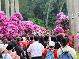 Rhododendron Exhibition in Shenzhen