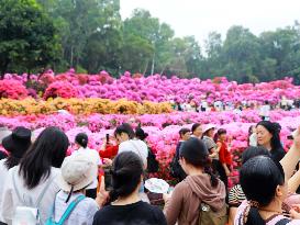 Rhododendron Exhibition in Shenzhen