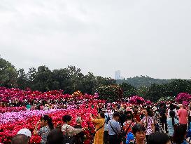 Rhododendron Exhibition in Shenzhen