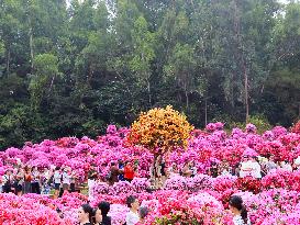 Rhododendron Exhibition in Shenzhen