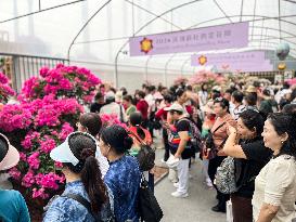 Rhododendron Exhibition in Shenzhen