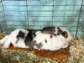 Rabbits On Display At The 180th Annual Markham Fall Fair