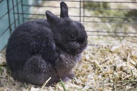 Rabbits On Display At The 180th Annual Markham Fall Fair