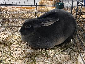 Rabbits On Display At The 180th Annual Markham Fall Fair