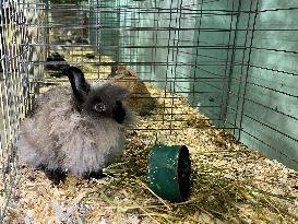 Rabbits On Display At The 180th Annual Markham Fall Fair