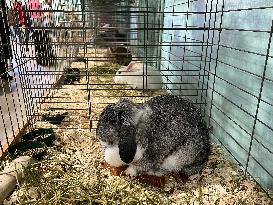 Rabbits On Display At The 180th Annual Markham Fall Fair