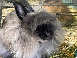 Rabbits On Display At The 180th Annual Markham Fall Fair