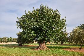 Ancient Carob Tree In The Apulian Countryside Near Fasano, Italy