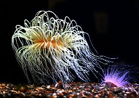 Tube-dwelling anemone