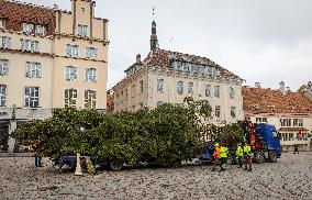 Christmas tree reaches Tallinn's Old Town