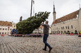 Christmas tree reaches Tallinn's Old Town