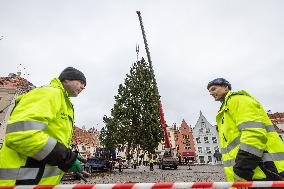 Christmas tree reaches Tallinn's Old Town