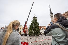 Christmas tree reaches Tallinn's Old Town