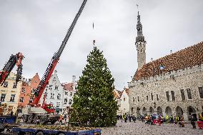 Christmas tree reaches Tallinn's Old Town