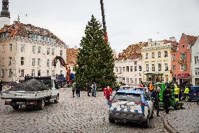 Christmas tree reaches Tallinn's Old Town