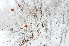 The Rime Scenery in Mongolia - China