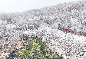 The Rime Scenery in Mongolia - China