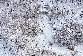 The Rime Scenery in Mongolia - China