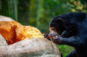 Sun Bears Devour A Huge Pumpkin At The Burgers' Zoo, In Arnhem, Netherlands.